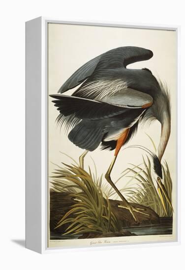 Great Blue Heron-John James Audubon-Framed Premier Image Canvas