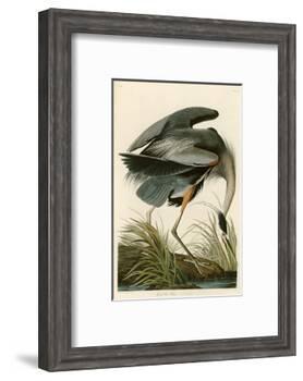 Great Blue Heron-John James Audubon-Framed Photographic Print