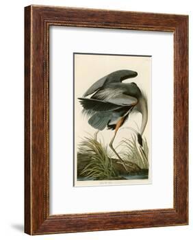 Great Blue Heron-John James Audubon-Framed Photographic Print