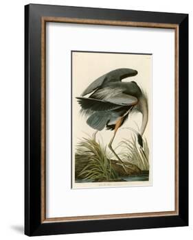 Great Blue Heron-John James Audubon-Framed Photographic Print