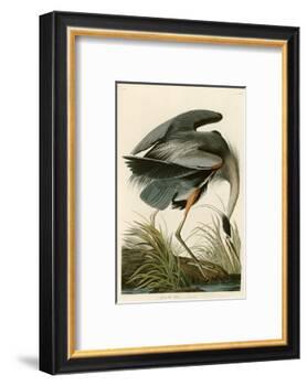 Great Blue Heron-John James Audubon-Framed Photographic Print