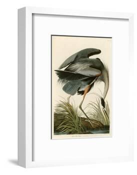 Great Blue Heron-John James Audubon-Framed Photographic Print