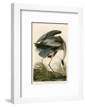 Great Blue Heron-John James Audubon-Framed Photographic Print