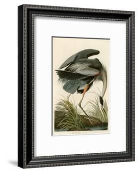 Great Blue Heron-John James Audubon-Framed Photographic Print