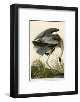 Great Blue Heron-John James Audubon-Framed Photographic Print