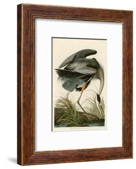 Great Blue Heron-John James Audubon-Framed Photographic Print