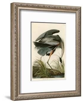 Great Blue Heron-John James Audubon-Framed Photographic Print