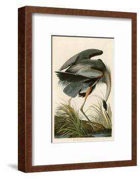 Great Blue Heron-John James Audubon-Framed Photographic Print