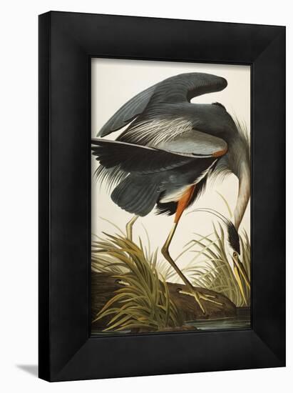 Great Blue Heron-John James Audubon-Framed Giclee Print