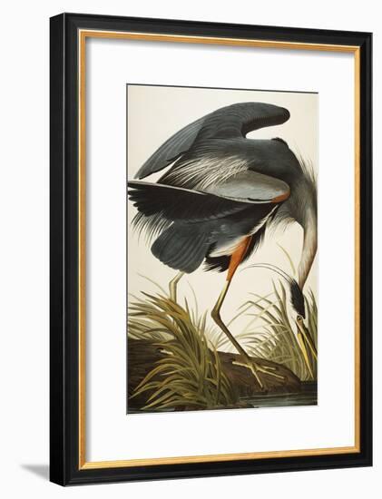 Great Blue Heron-John James Audubon-Framed Giclee Print