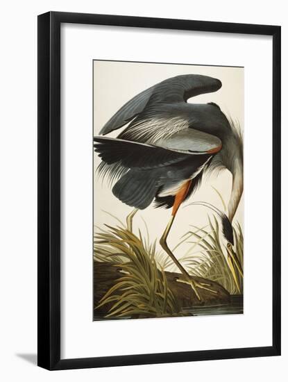 Great Blue Heron-John James Audubon-Framed Giclee Print