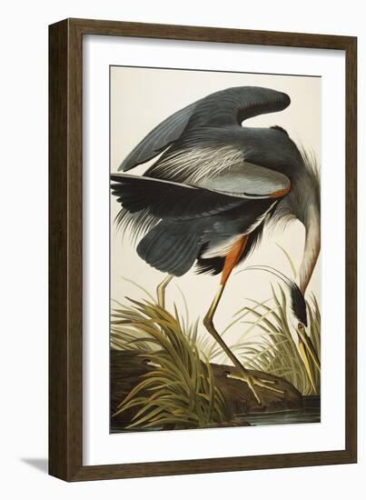 Great Blue Heron-John James Audubon-Framed Giclee Print