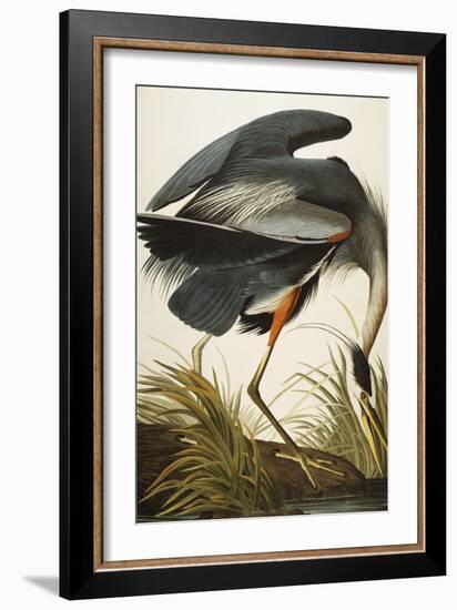 Great Blue Heron-John James Audubon-Framed Giclee Print