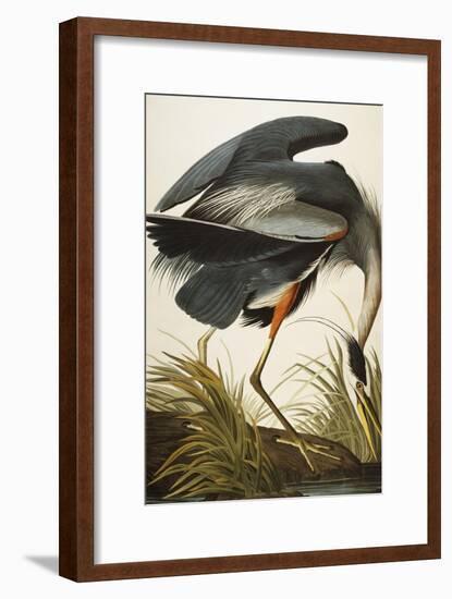 Great Blue Heron-John James Audubon-Framed Giclee Print