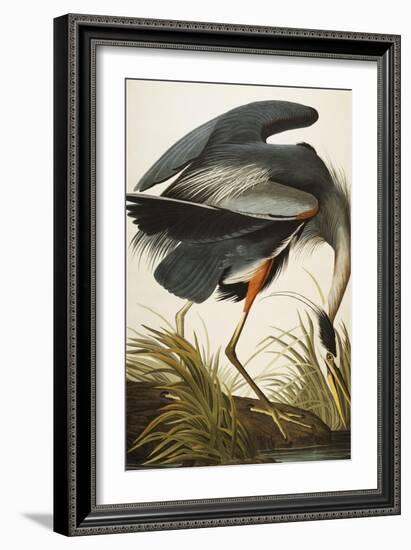 Great Blue Heron-John James Audubon-Framed Giclee Print