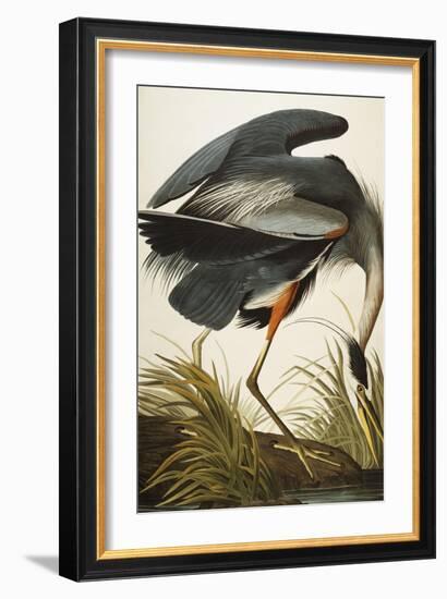 Great Blue Heron-John James Audubon-Framed Giclee Print