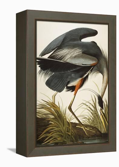 Great Blue Heron-John James Audubon-Framed Premier Image Canvas