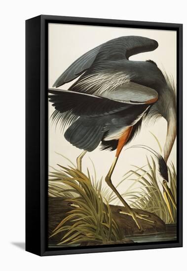 Great Blue Heron-John James Audubon-Framed Premier Image Canvas