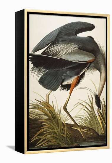 Great Blue Heron-John James Audubon-Framed Premier Image Canvas