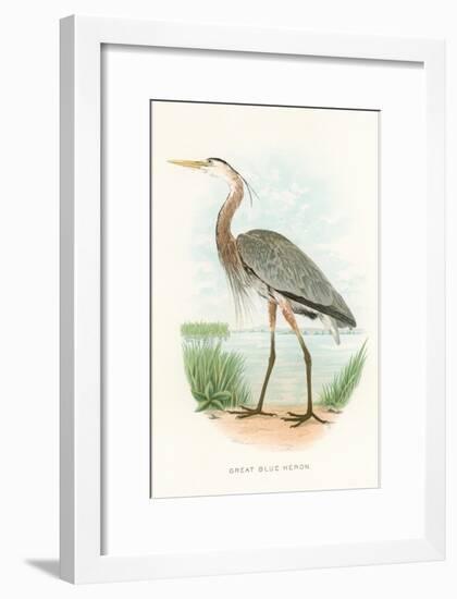 Great Blue Heron-null-Framed Art Print