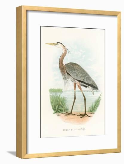 Great Blue Heron-null-Framed Art Print