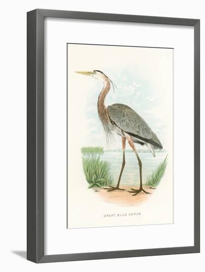 Great Blue Heron-null-Framed Art Print