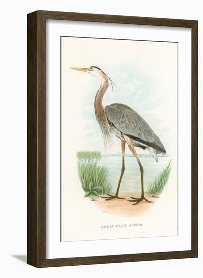 Great Blue Heron-null-Framed Art Print
