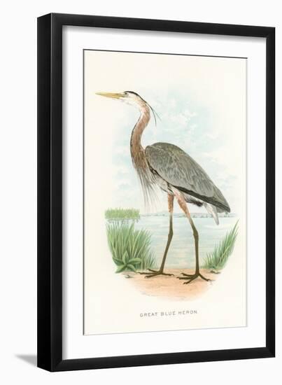 Great Blue Heron-null-Framed Art Print