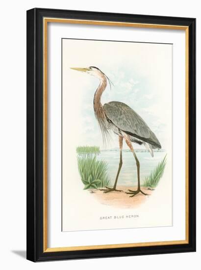 Great Blue Heron-null-Framed Art Print