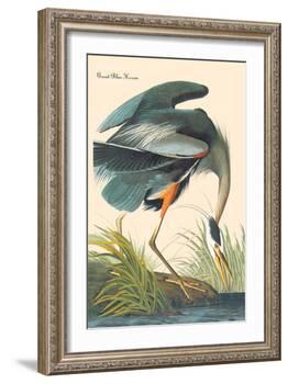 Great Blue Heron-John James Audubon-Framed Art Print