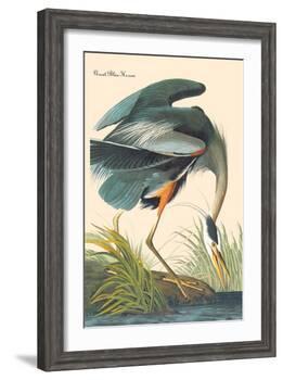 Great Blue Heron-John James Audubon-Framed Art Print