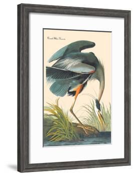 Great Blue Heron-John James Audubon-Framed Art Print