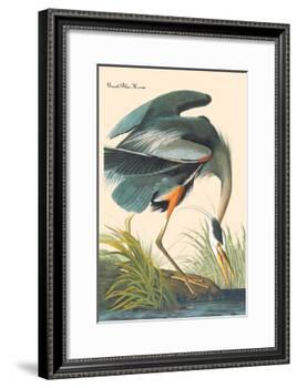 Great Blue Heron-John James Audubon-Framed Art Print