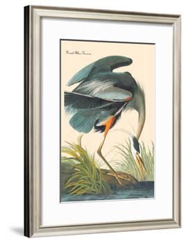 Great Blue Heron-John James Audubon-Framed Art Print