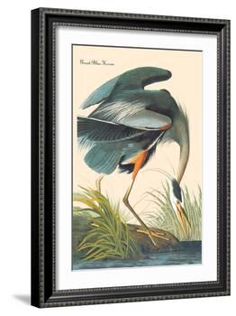Great Blue Heron-John James Audubon-Framed Art Print