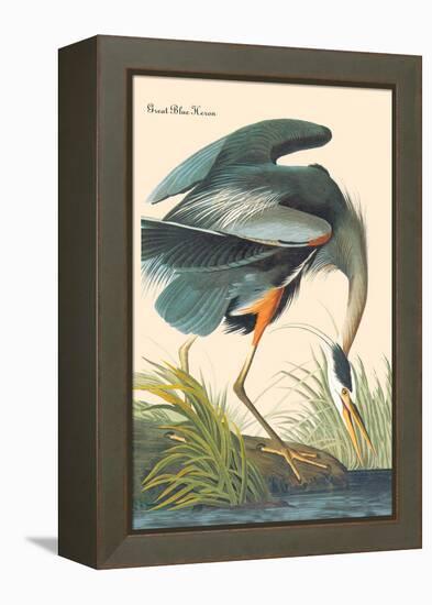 Great Blue Heron-John James Audubon-Framed Stretched Canvas