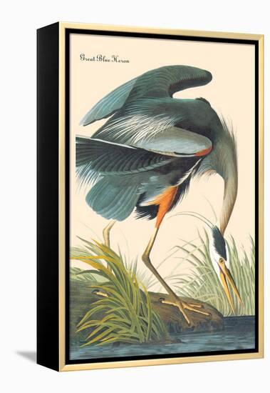 Great Blue Heron-John James Audubon-Framed Stretched Canvas