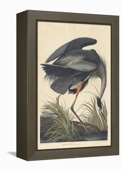 Great Blue Heron-John James Audubon-Framed Premier Image Canvas