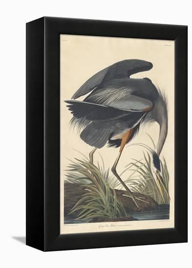 Great Blue Heron-John James Audubon-Framed Premier Image Canvas