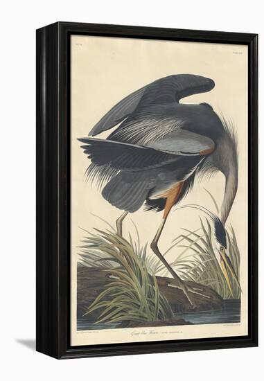 Great Blue Heron-John James Audubon-Framed Premier Image Canvas