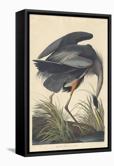 Great Blue Heron-John James Audubon-Framed Premier Image Canvas