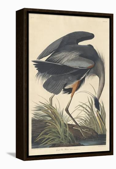 Great Blue Heron-John James Audubon-Framed Premier Image Canvas