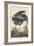 Great Blue Heron-John James Audubon-Framed Premium Giclee Print