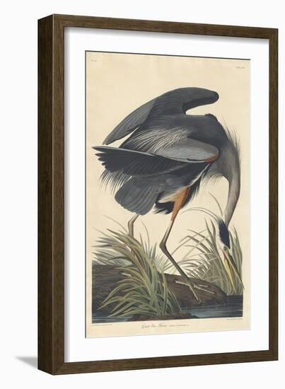 Great Blue Heron-John James Audubon-Framed Premium Giclee Print