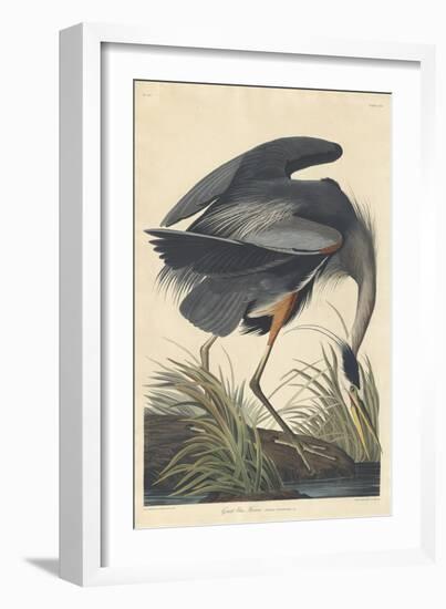 Great Blue Heron-John James Audubon-Framed Premium Giclee Print