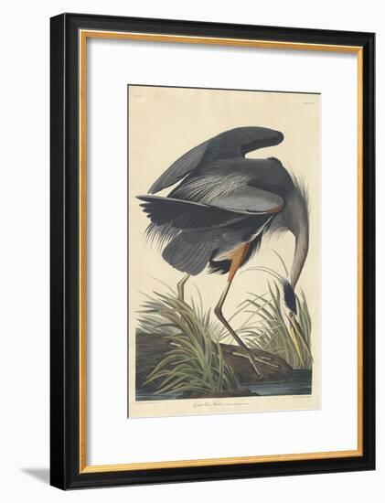 Great Blue Heron-John James Audubon-Framed Giclee Print