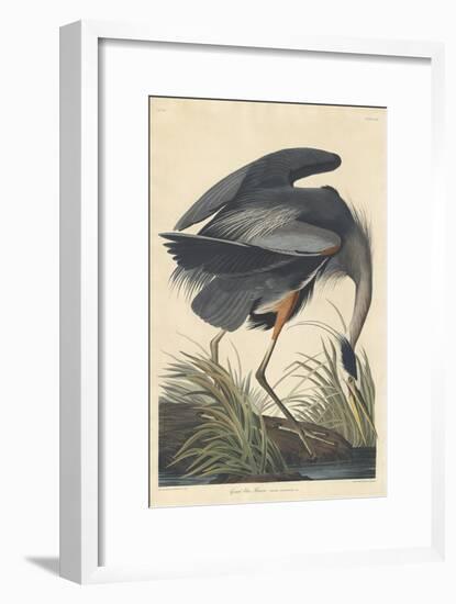 Great Blue Heron-John James Audubon-Framed Giclee Print