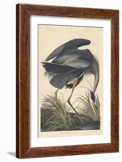 Great Blue Heron-John James Audubon-Framed Giclee Print