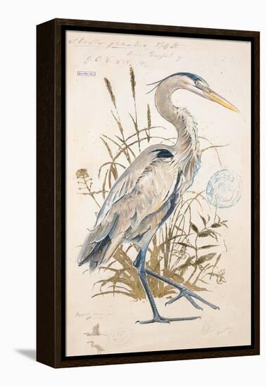 Great Blue Heron-Chad Barrett-Framed Stretched Canvas