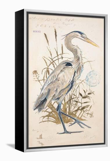 Great Blue Heron-Chad Barrett-Framed Stretched Canvas